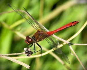Preview wallpaper dragonfly, wings, red, branches, macro