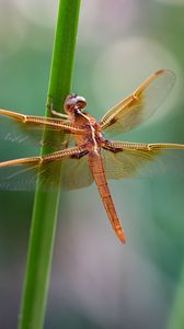 Preview wallpaper dragonfly, wings, transparent, plant, macro