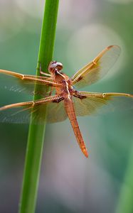 Preview wallpaper dragonfly, wings, transparent, plant, macro