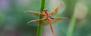 Preview wallpaper dragonfly, wings, transparent, plant, macro