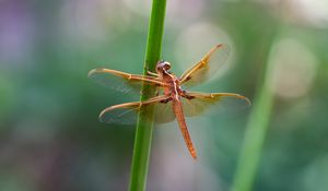 Preview wallpaper dragonfly, wings, transparent, plant, macro