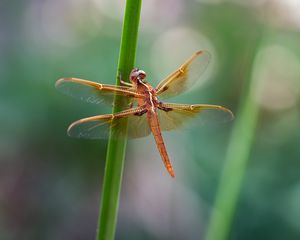 Preview wallpaper dragonfly, wings, transparent, plant, macro