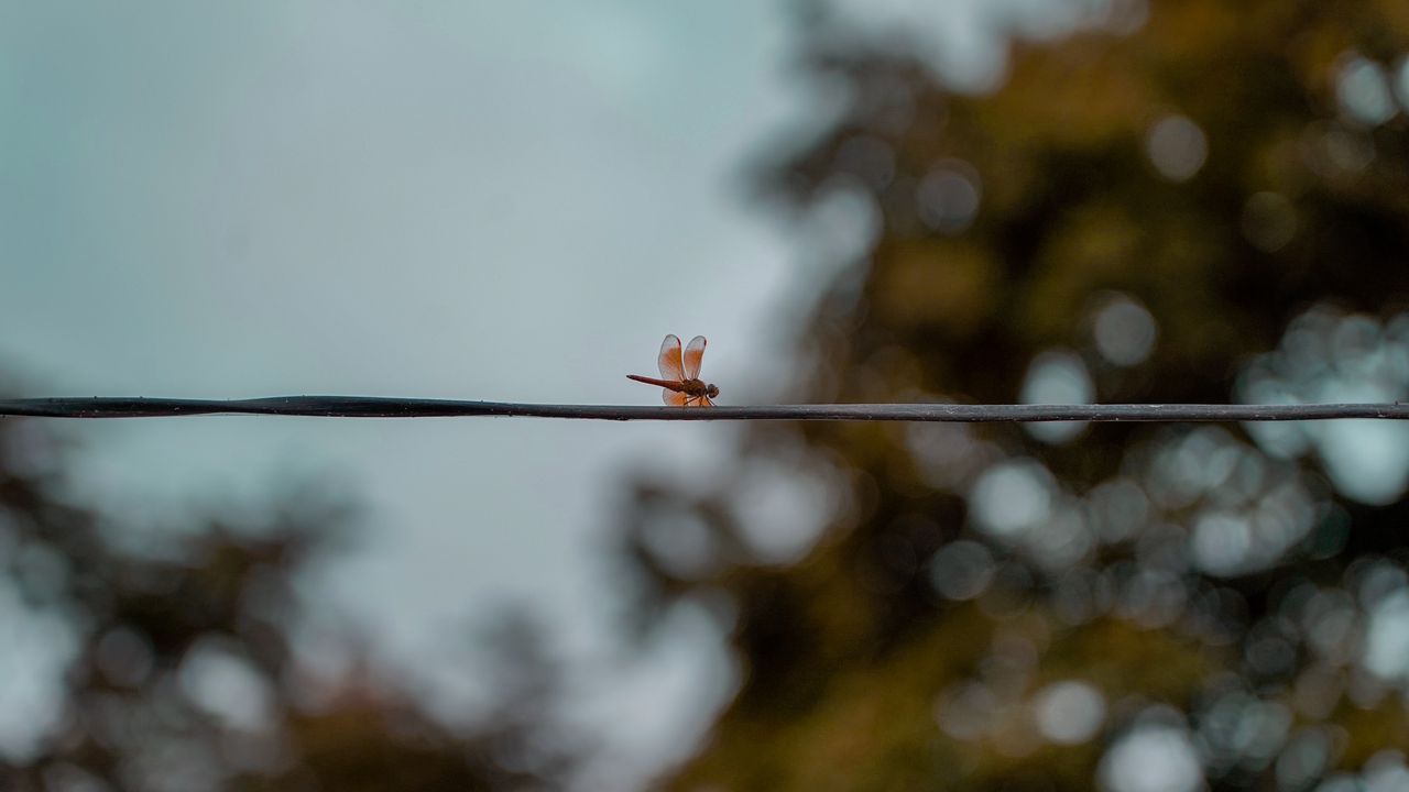 Wallpaper dragonfly, wire, insect, wings, blur