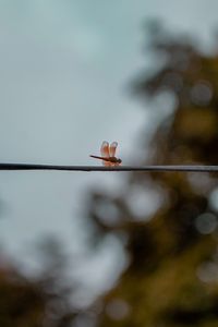 Preview wallpaper dragonfly, wire, insect, wings, blur