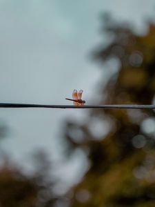 Preview wallpaper dragonfly, wire, insect, wings, blur