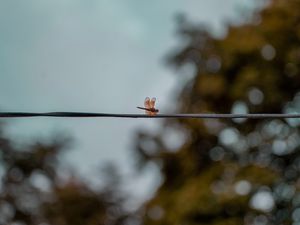 Preview wallpaper dragonfly, wire, insect, wings, blur