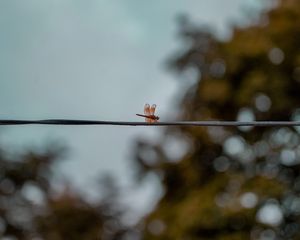 Preview wallpaper dragonfly, wire, insect, wings, blur