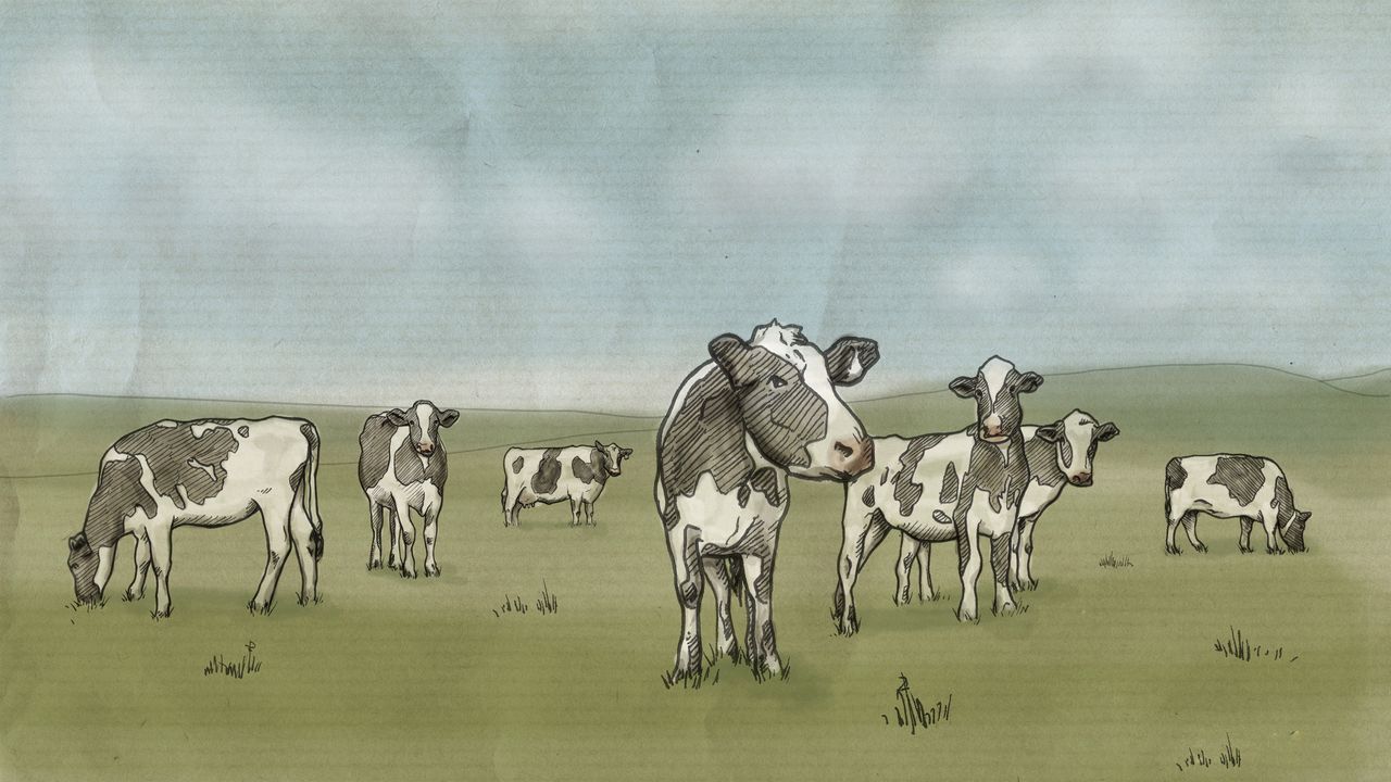 Wallpaper drawing, cows, milk, prairie