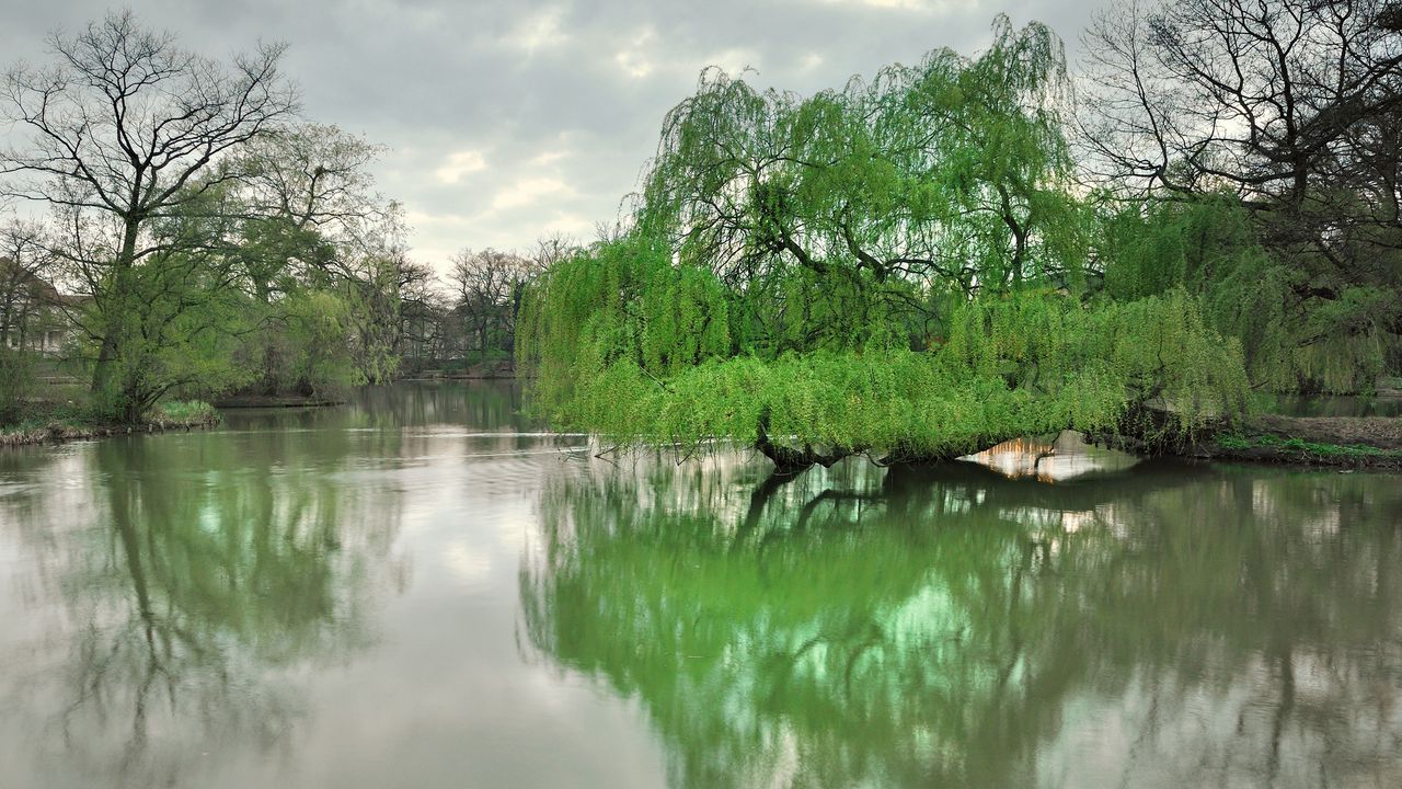 Wallpaper dresden, park, lake, trees, spring