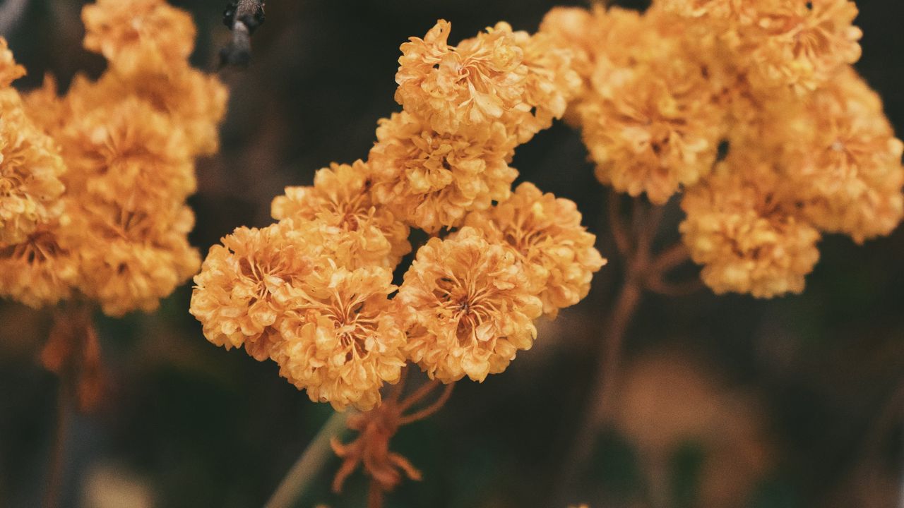 Wallpaper dried flowers, flowers, autumn, dry