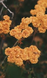 Preview wallpaper dried flowers, flowers, autumn, dry