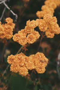 Preview wallpaper dried flowers, flowers, autumn, dry