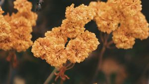 Preview wallpaper dried flowers, flowers, autumn, dry