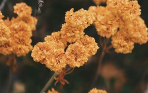 Preview wallpaper dried flowers, flowers, autumn, dry