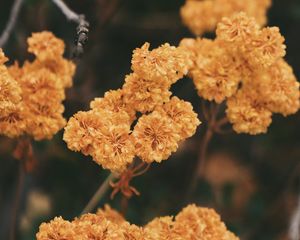 Preview wallpaper dried flowers, flowers, autumn, dry