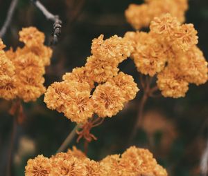 Preview wallpaper dried flowers, flowers, autumn, dry