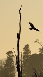 Preview wallpaper driftwood, bird, flight, silhouette, sunset