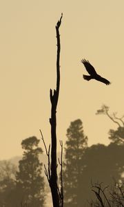 Preview wallpaper driftwood, bird, flight, silhouette, sunset