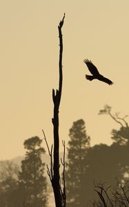 Preview wallpaper driftwood, bird, flight, silhouette, sunset