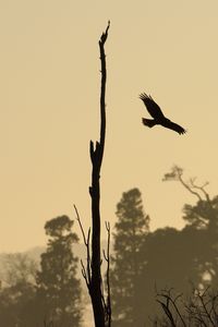 Preview wallpaper driftwood, bird, flight, silhouette, sunset