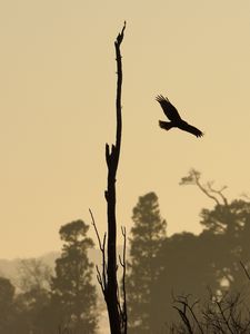 Preview wallpaper driftwood, bird, flight, silhouette, sunset