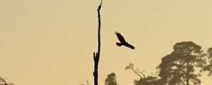 Preview wallpaper driftwood, bird, flight, silhouette, sunset