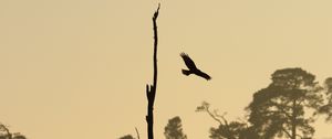 Preview wallpaper driftwood, bird, flight, silhouette, sunset