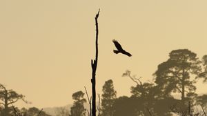 Preview wallpaper driftwood, bird, flight, silhouette, sunset