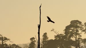 Preview wallpaper driftwood, bird, flight, silhouette, sunset