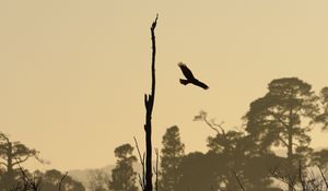 Preview wallpaper driftwood, bird, flight, silhouette, sunset