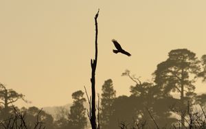 Preview wallpaper driftwood, bird, flight, silhouette, sunset