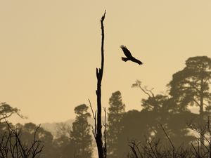 Preview wallpaper driftwood, bird, flight, silhouette, sunset