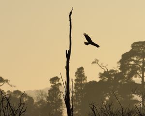 Preview wallpaper driftwood, bird, flight, silhouette, sunset