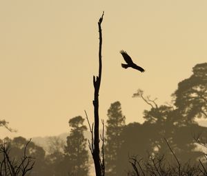 Preview wallpaper driftwood, bird, flight, silhouette, sunset