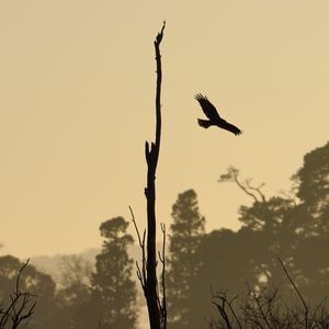 Preview wallpaper driftwood, bird, flight, silhouette, sunset