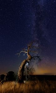 Preview wallpaper driftwood, tree, night, starry sky, grass, stars