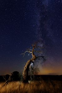 Preview wallpaper driftwood, tree, night, starry sky, grass, stars