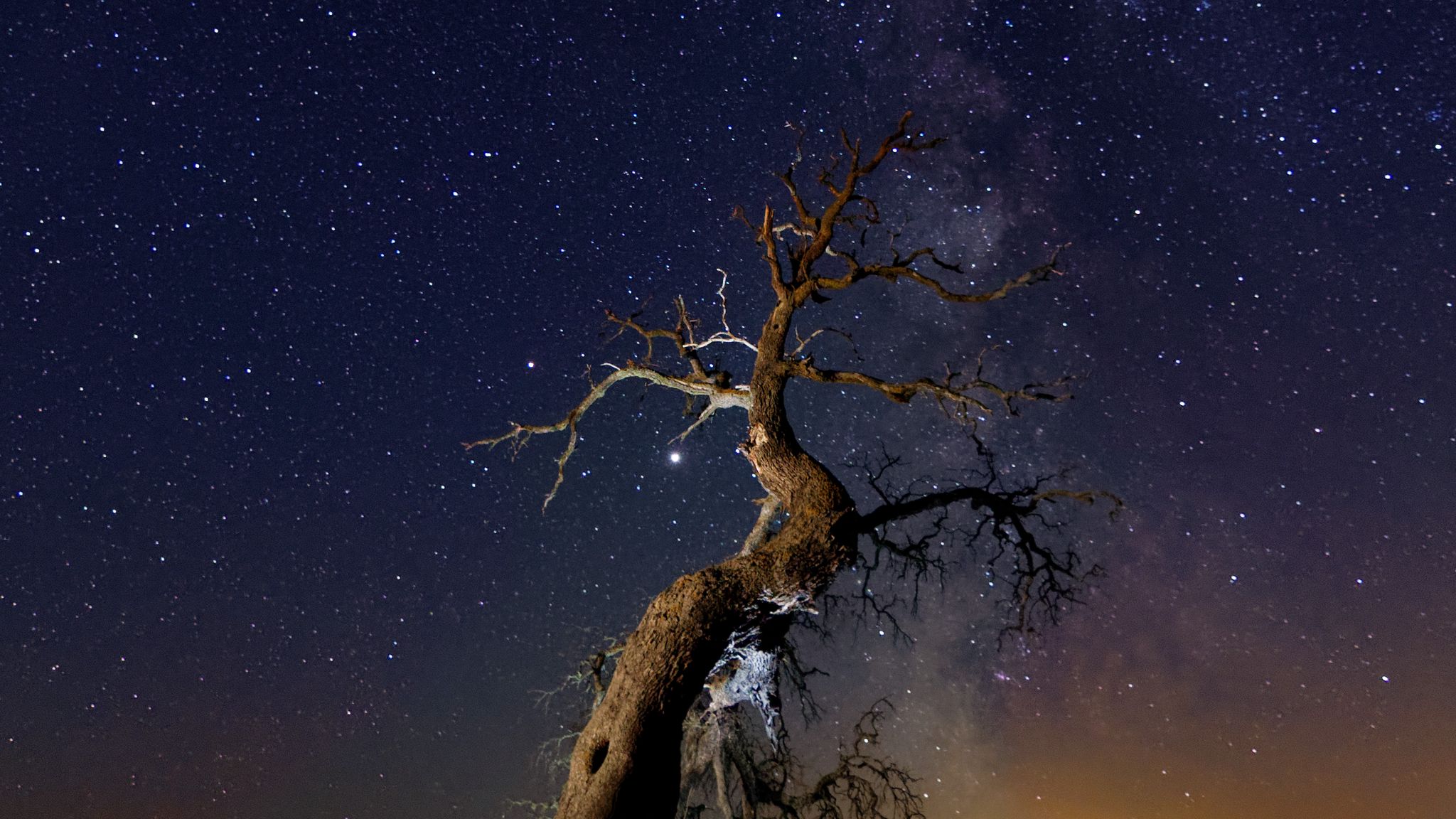 Download wallpaper 2048x1152 driftwood, tree, night, starry sky, grass