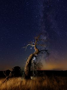 Preview wallpaper driftwood, tree, night, starry sky, grass, stars