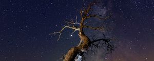 Preview wallpaper driftwood, tree, night, starry sky, grass, stars