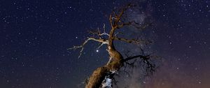 Preview wallpaper driftwood, tree, night, starry sky, grass, stars