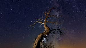 Preview wallpaper driftwood, tree, night, starry sky, grass, stars