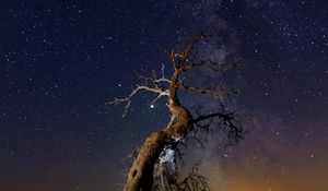 Preview wallpaper driftwood, tree, night, starry sky, grass, stars