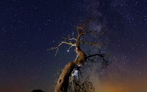 Preview wallpaper driftwood, tree, night, starry sky, grass, stars