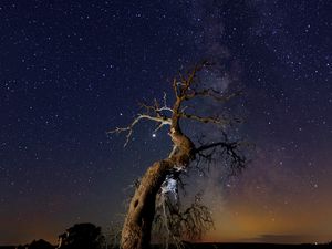 Preview wallpaper driftwood, tree, night, starry sky, grass, stars