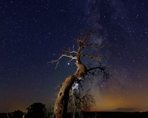 Preview wallpaper driftwood, tree, night, starry sky, grass, stars