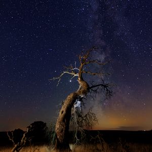 Preview wallpaper driftwood, tree, night, starry sky, grass, stars