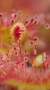 Preview wallpaper droceras, plants, drops, macro, blur