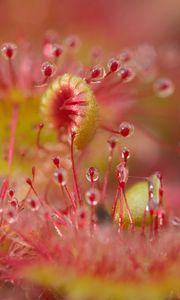 Preview wallpaper droceras, plants, drops, macro, blur