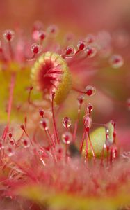 Preview wallpaper droceras, plants, drops, macro, blur